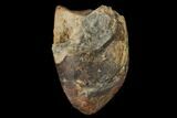Fossil Crocodile Coprolite - Aguja Formation, Texas #116705-1